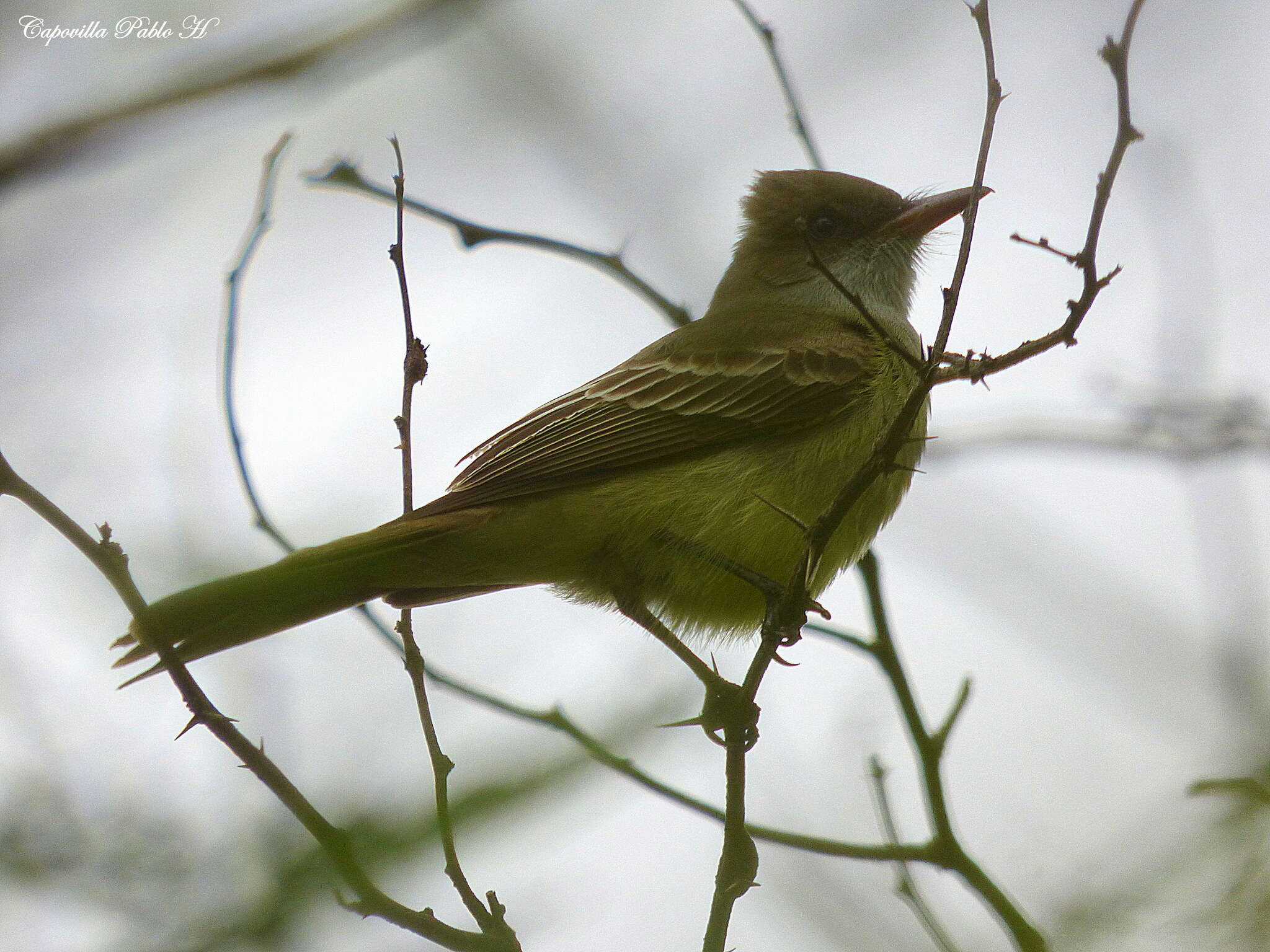 Image of Swainson's Flycatcher