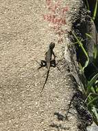 Image of Amazon Lava Lizard