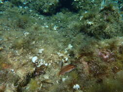 Image of Ocellated Wrasse