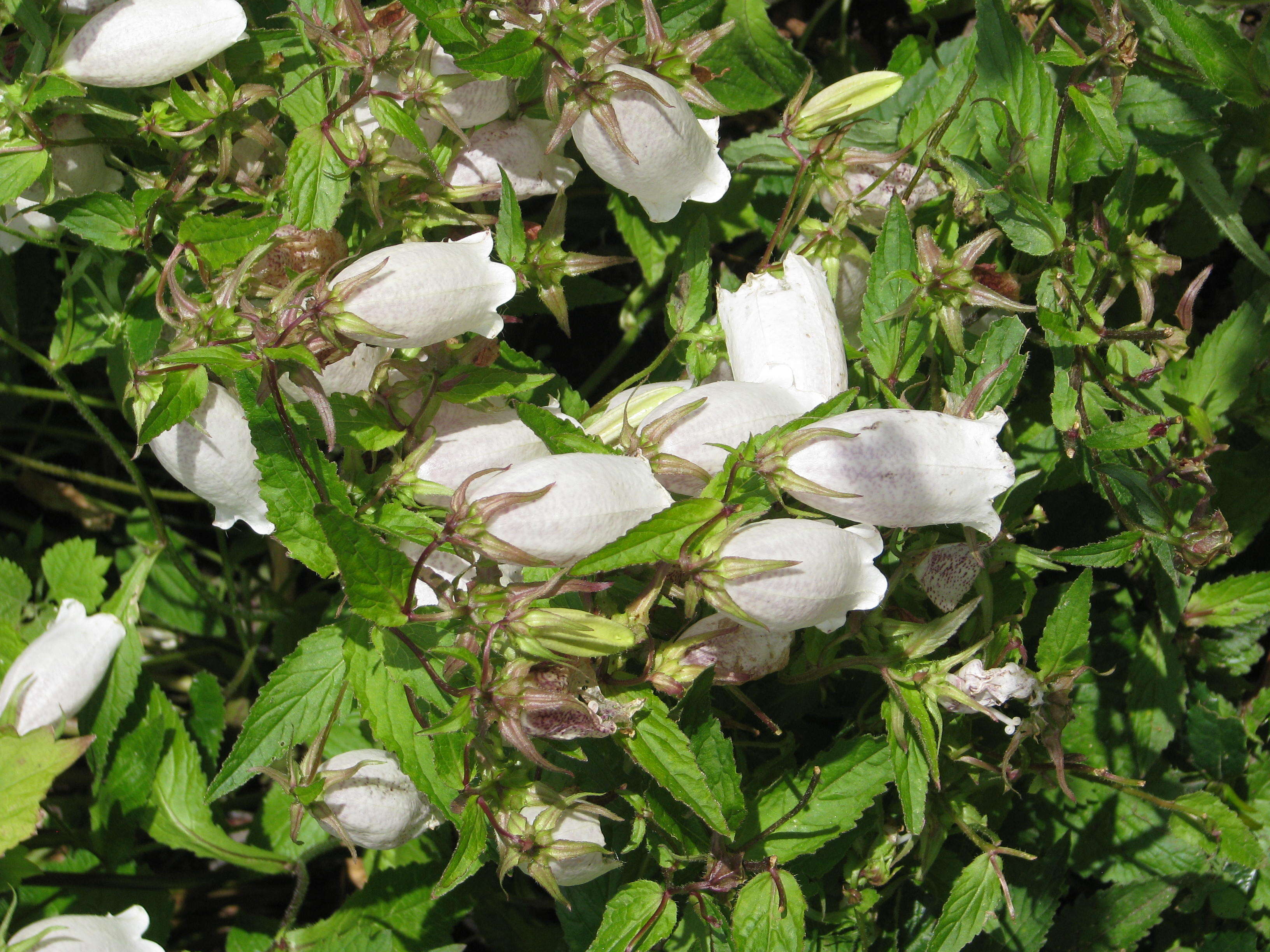 Image of Campanula punctata var. punctata