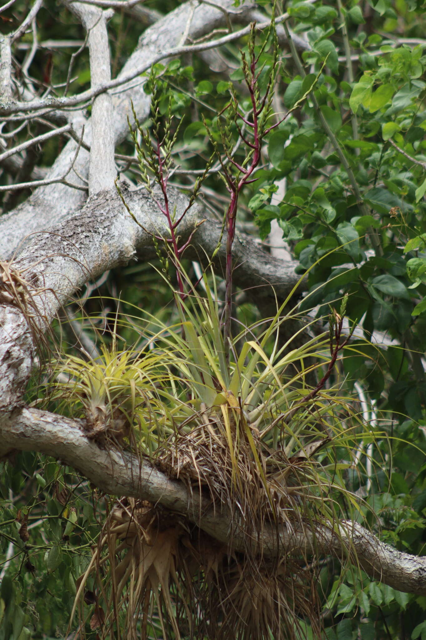 Tillandsia limbata Schltdl.的圖片