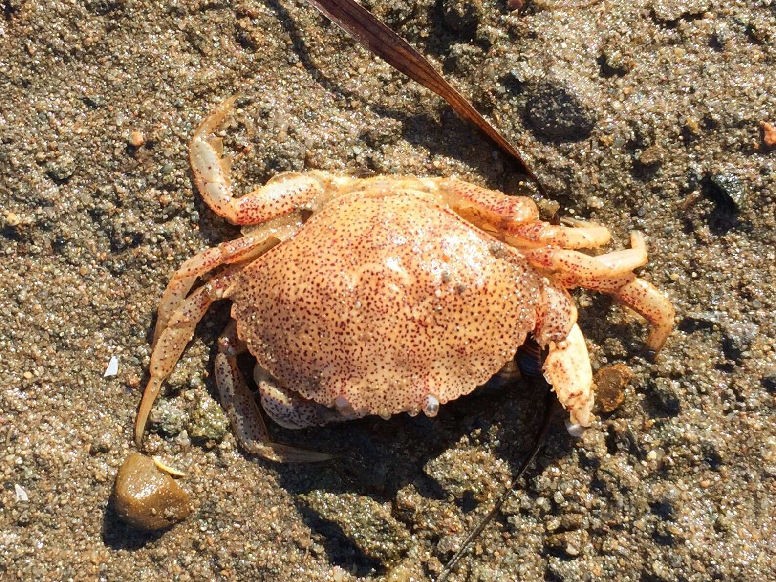 Image of Atlantic Rock Crab