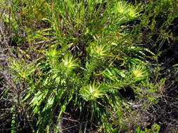 Image of Leucadendron spissifolium subsp. phillipsii (Hutch.) I. Williams