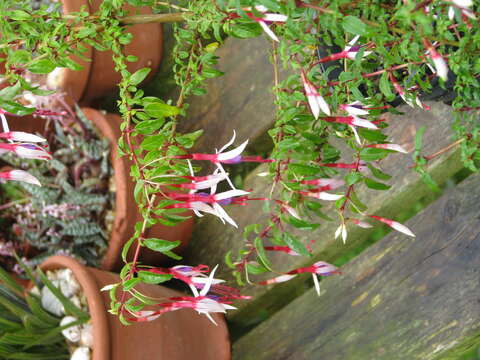 Fuchsia magellanica Lam. resmi