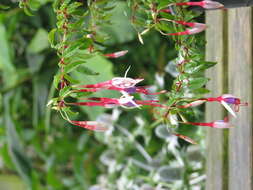 Fuchsia magellanica Lam. resmi