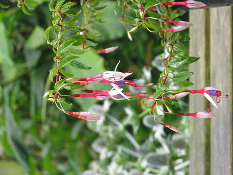 Image of hardy fuchsia