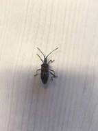 Image of Pine Seed Bug