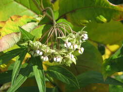 Слика од Asclepias exaltata L.