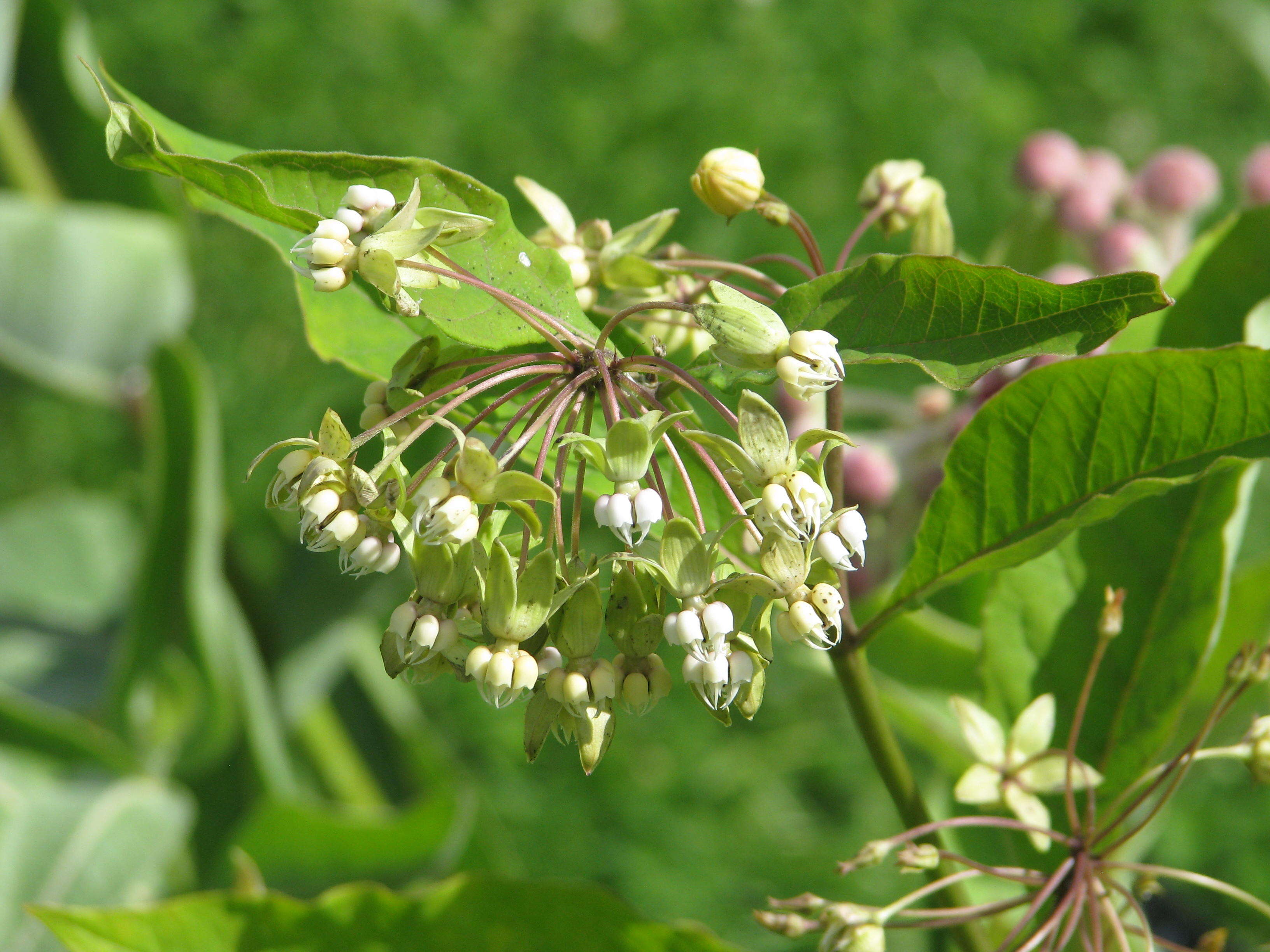 Слика од Asclepias exaltata L.