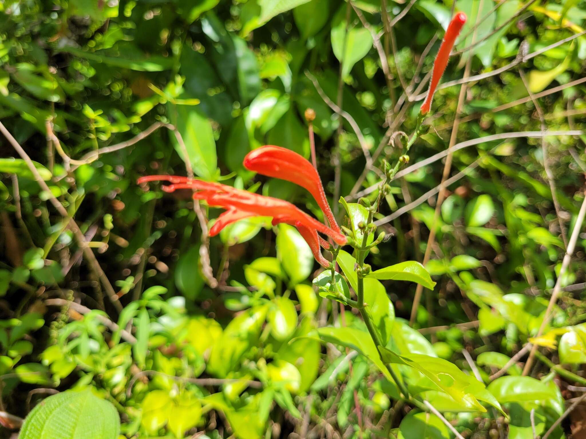 Image of Thyrsacanthus secundus (Leonard) A. L. A. Côrtes & Rapini