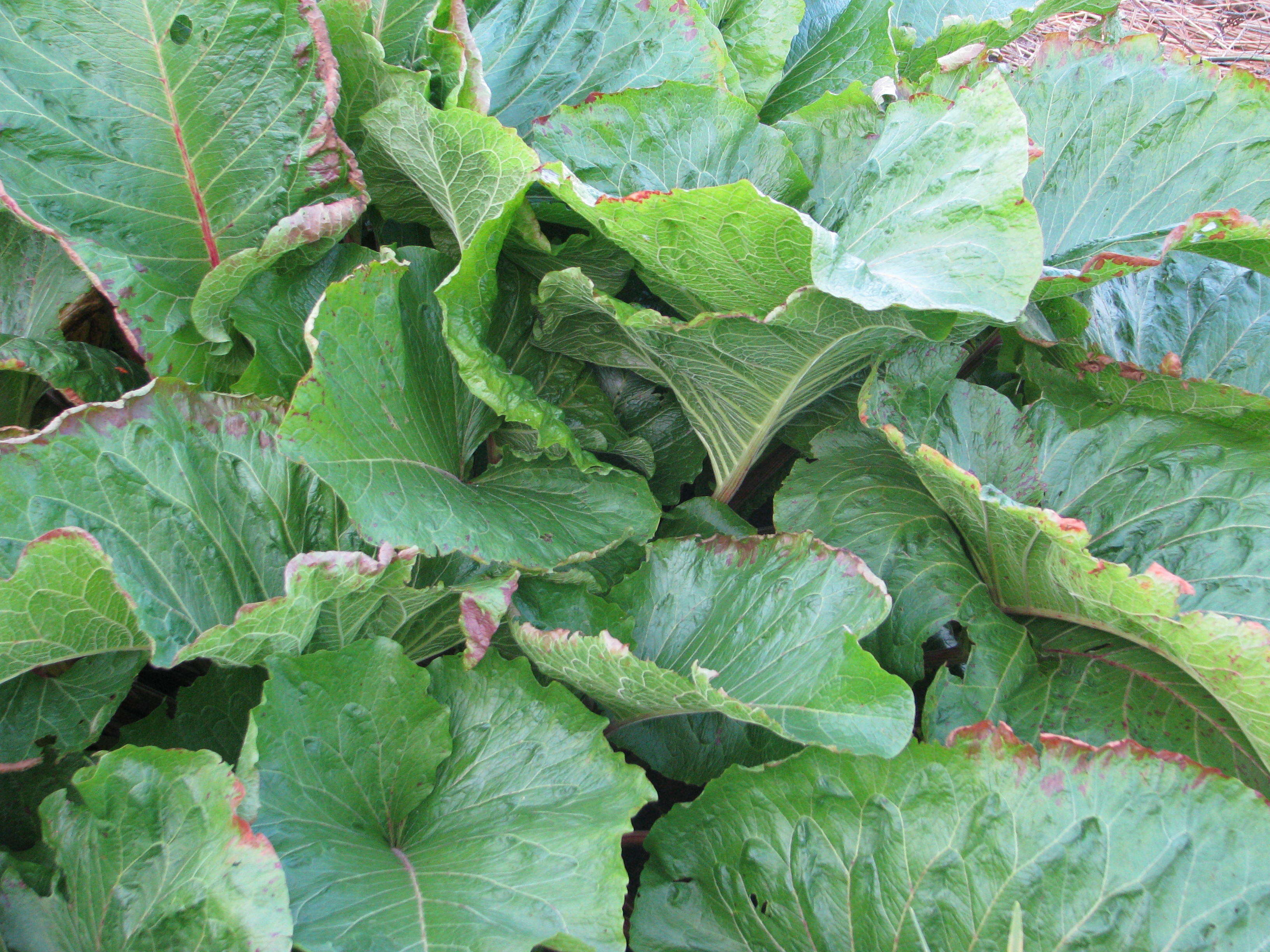 Image of Munk's rhubarb