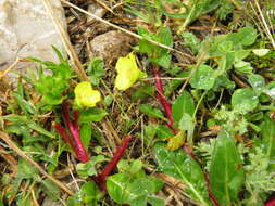 Sivun Oenothera multicaulis Ruiz & Pav. kuva