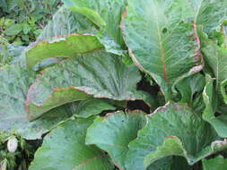 Image of Munk's rhubarb