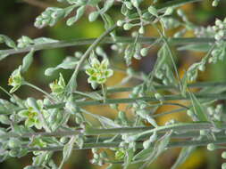 Image of alkali grass