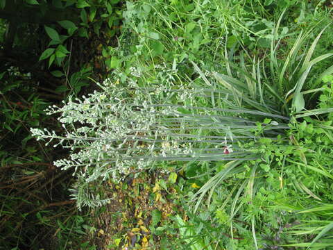 Image of alkali grass