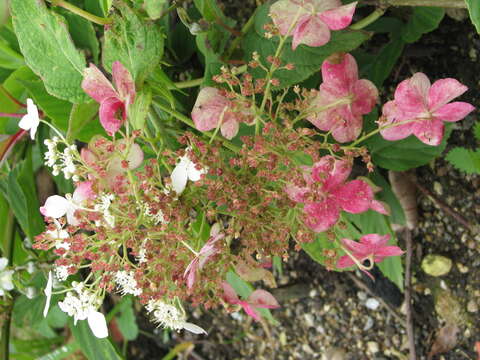 Image of Hydrangea heteromalla D. Don