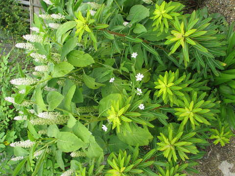 Image of <i>Anemone rivularis</i>