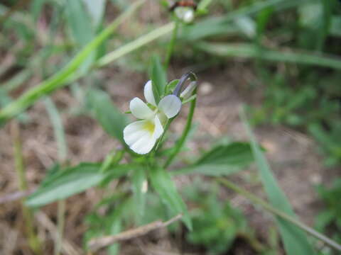 Слика од Viola arvensis Murray