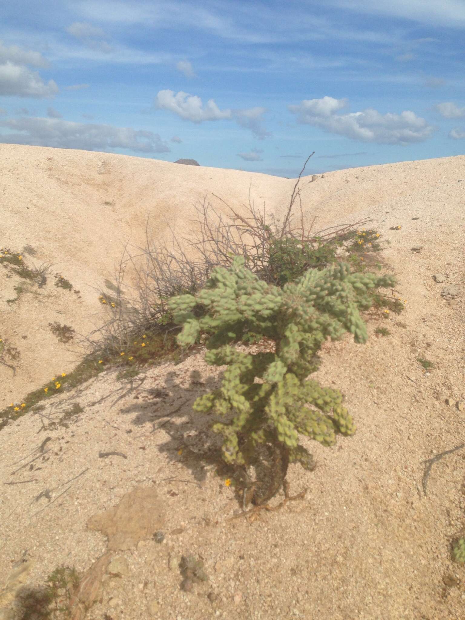 Image of Cylindropuntia cholla (F. A. C. Weber) F. M. Knuth