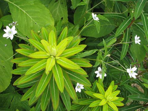 Image of <i>Anemone rivularis</i>