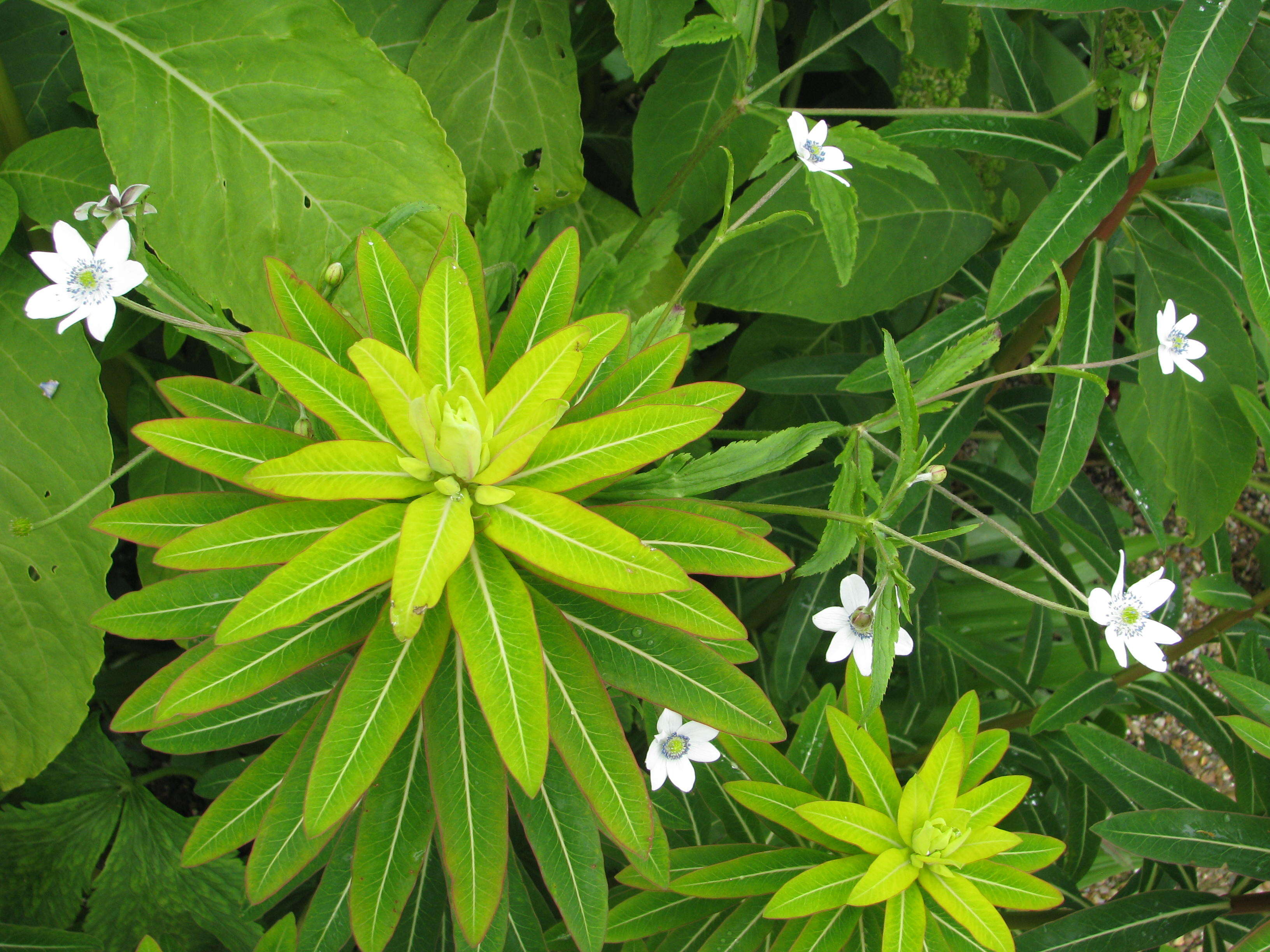 Image of <i>Anemone rivularis</i>