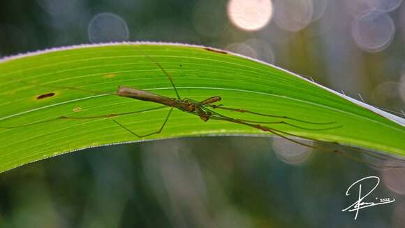 Image of Tetragnatha hasselti Thorell 1890