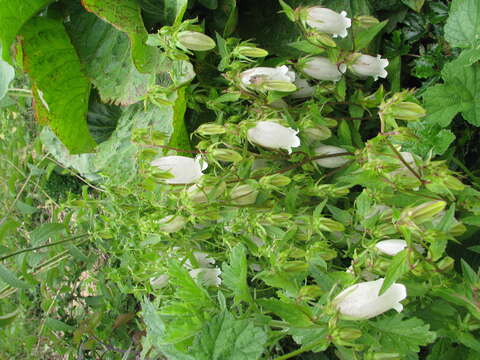 Image of Campanula punctata var. punctata