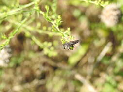 Image of Heteropogon macerinus (Walker 1849)