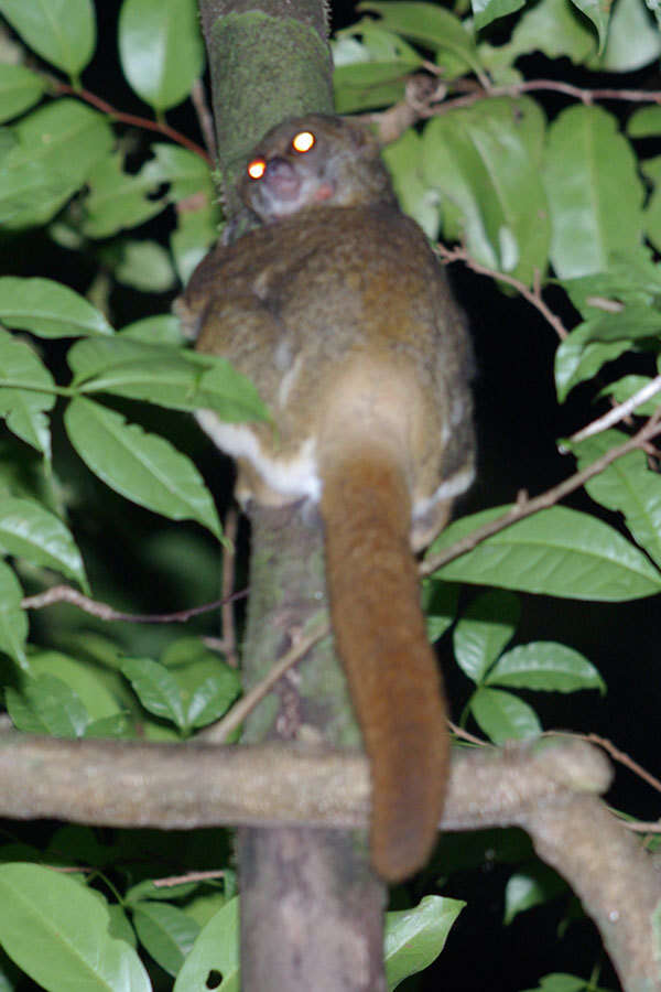 Image of Masoala Woolly Lemur