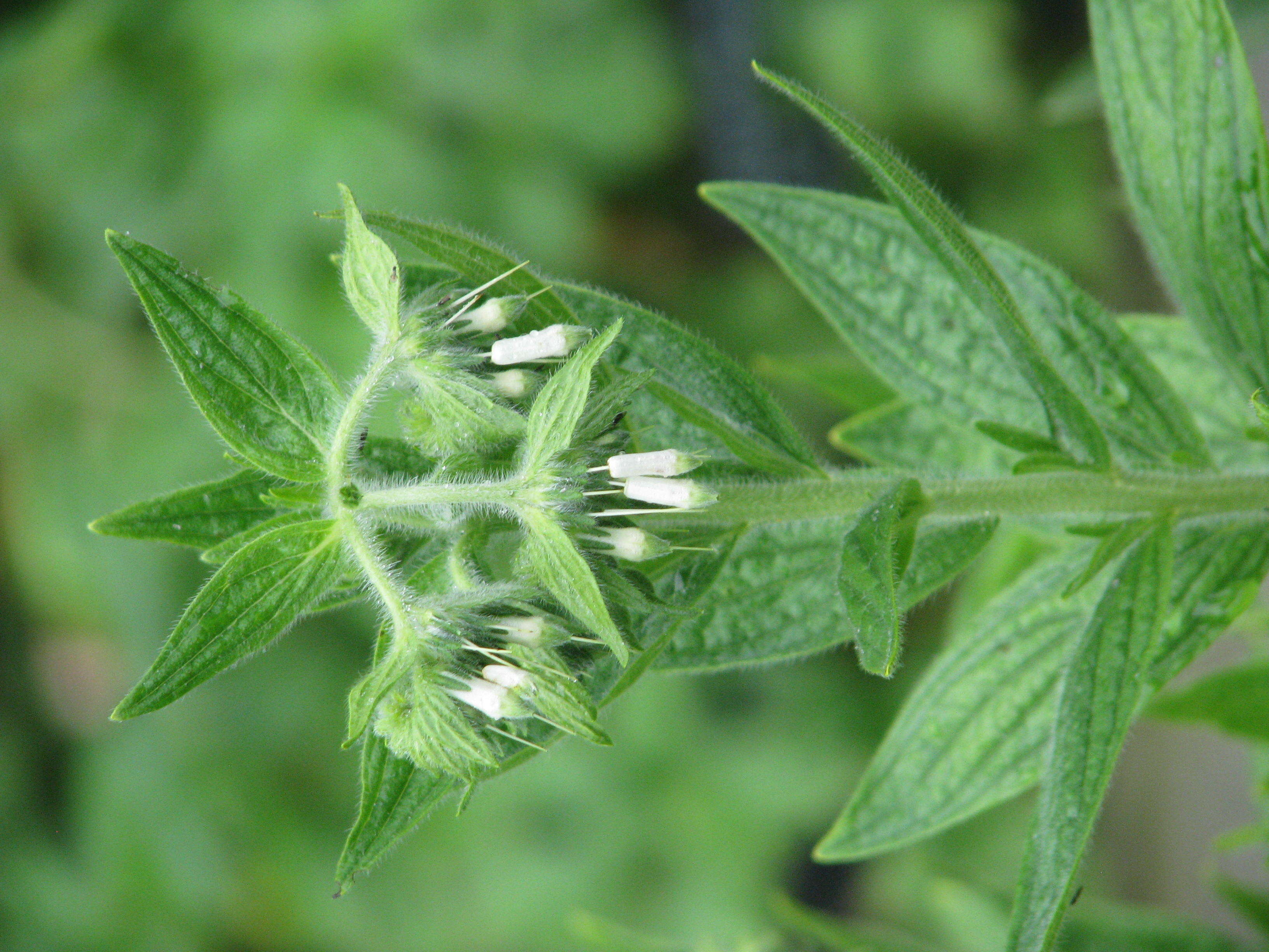 Image of soft-hair marbleseed