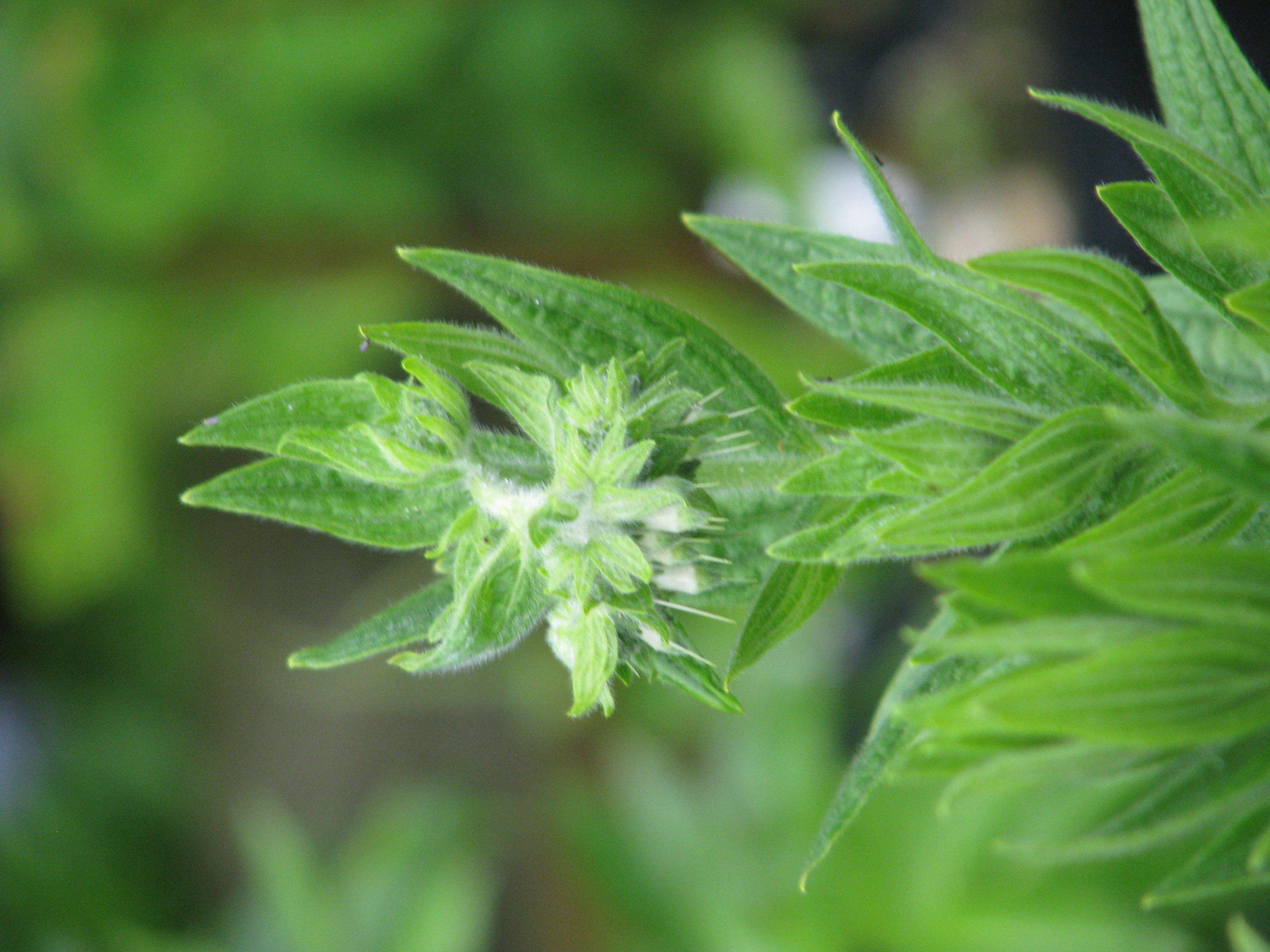 Image of soft-hair marbleseed