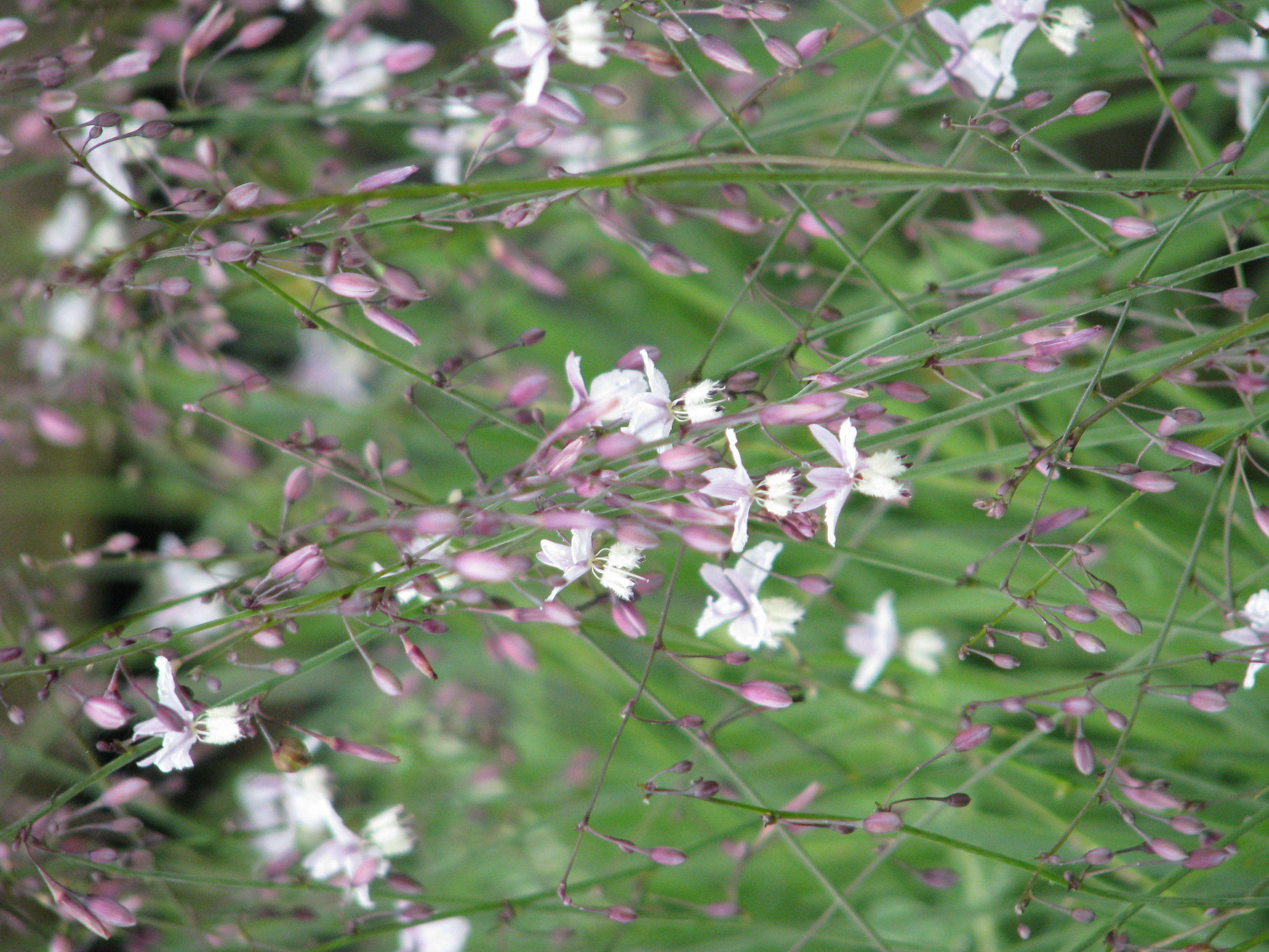 Image of Arthropodium milleflorum (Redouté) J. F. Macbr.