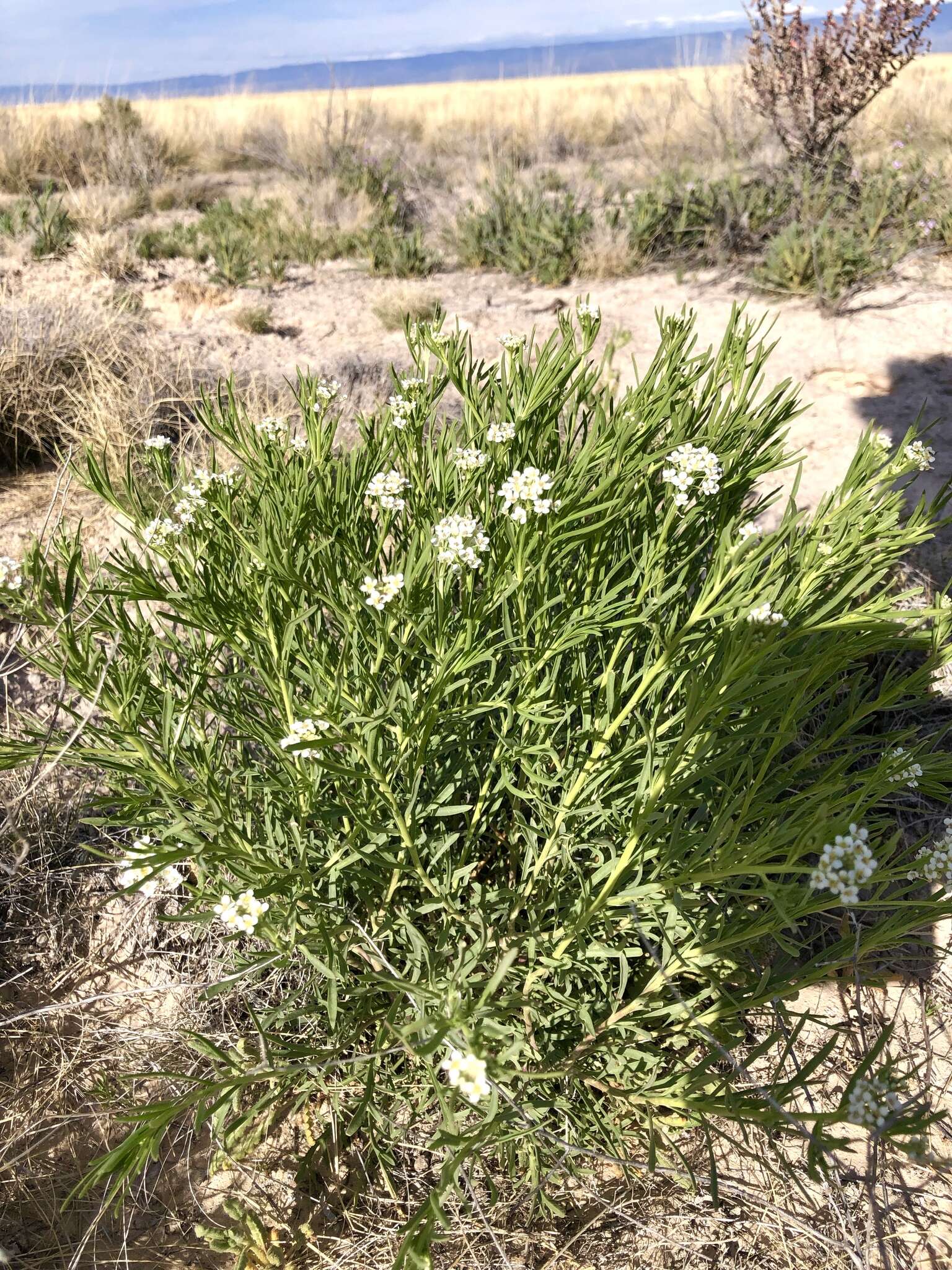 Sivun Lepidium alyssoides A. Gray kuva