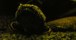 Image of Ornate Bichir