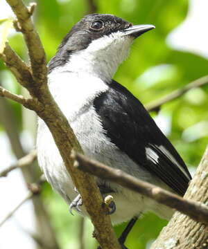 Image of Fiscal Flycatcher