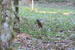 Image of Variegated Antpitta