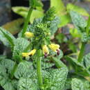 Salvia bulleyana Diels resmi