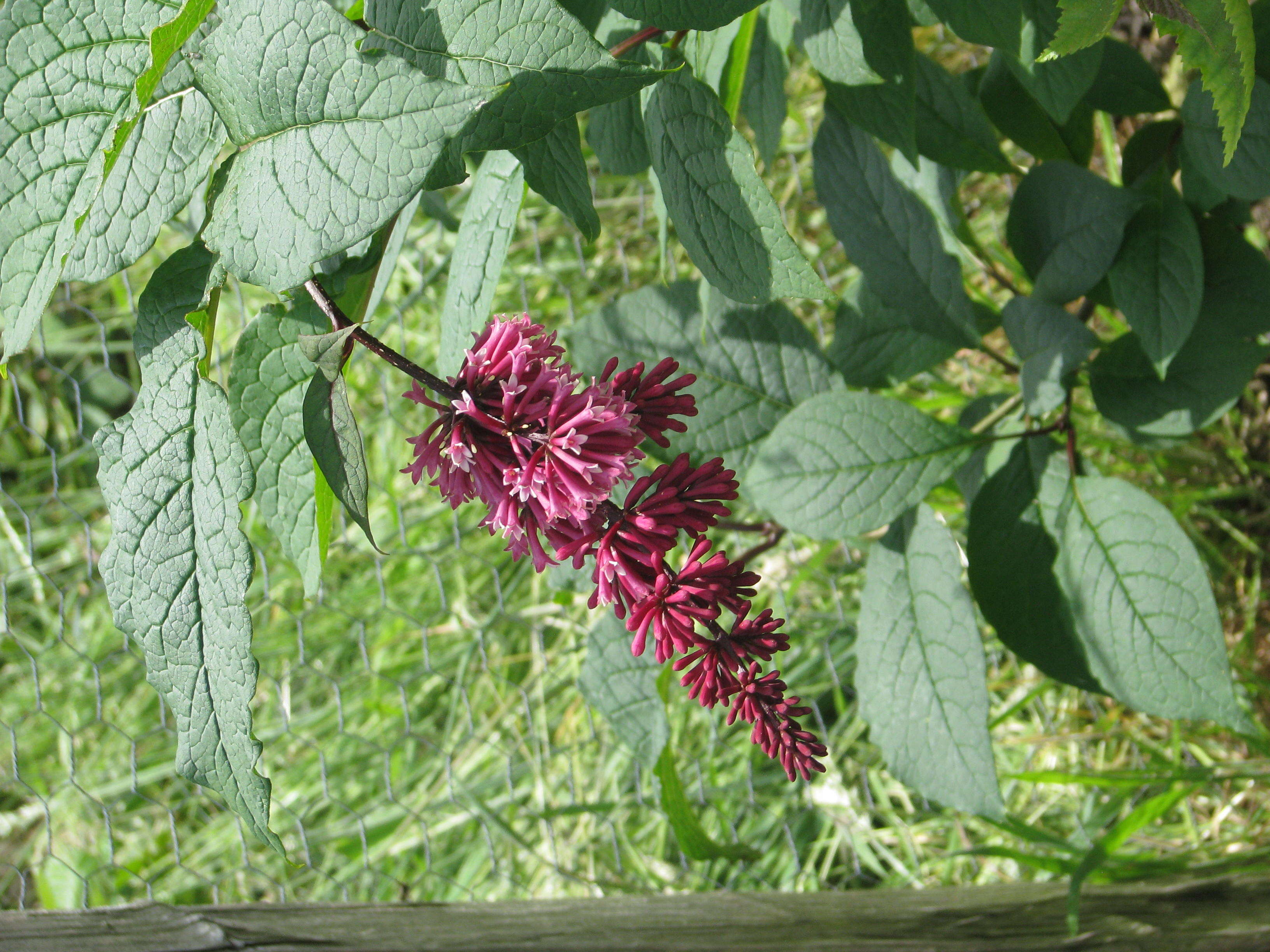 Image of Syringa komarowii C. K. Schneid.