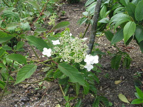 Image of Hydrangea heteromalla D. Don