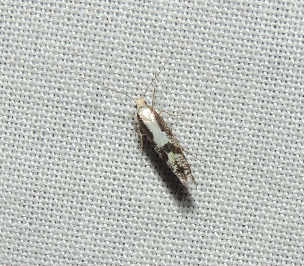 Imagem de Argyresthia conjugella Zeller 1839