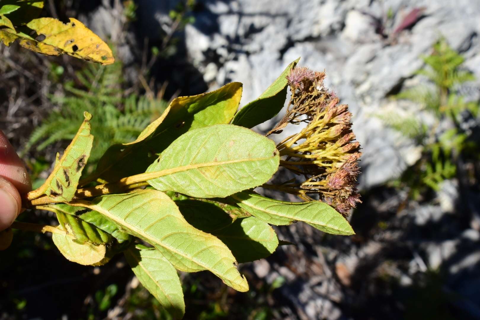 Ageratina illita (Urban) R. King & H. Rob.的圖片