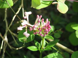 Image of pink honeysuckle