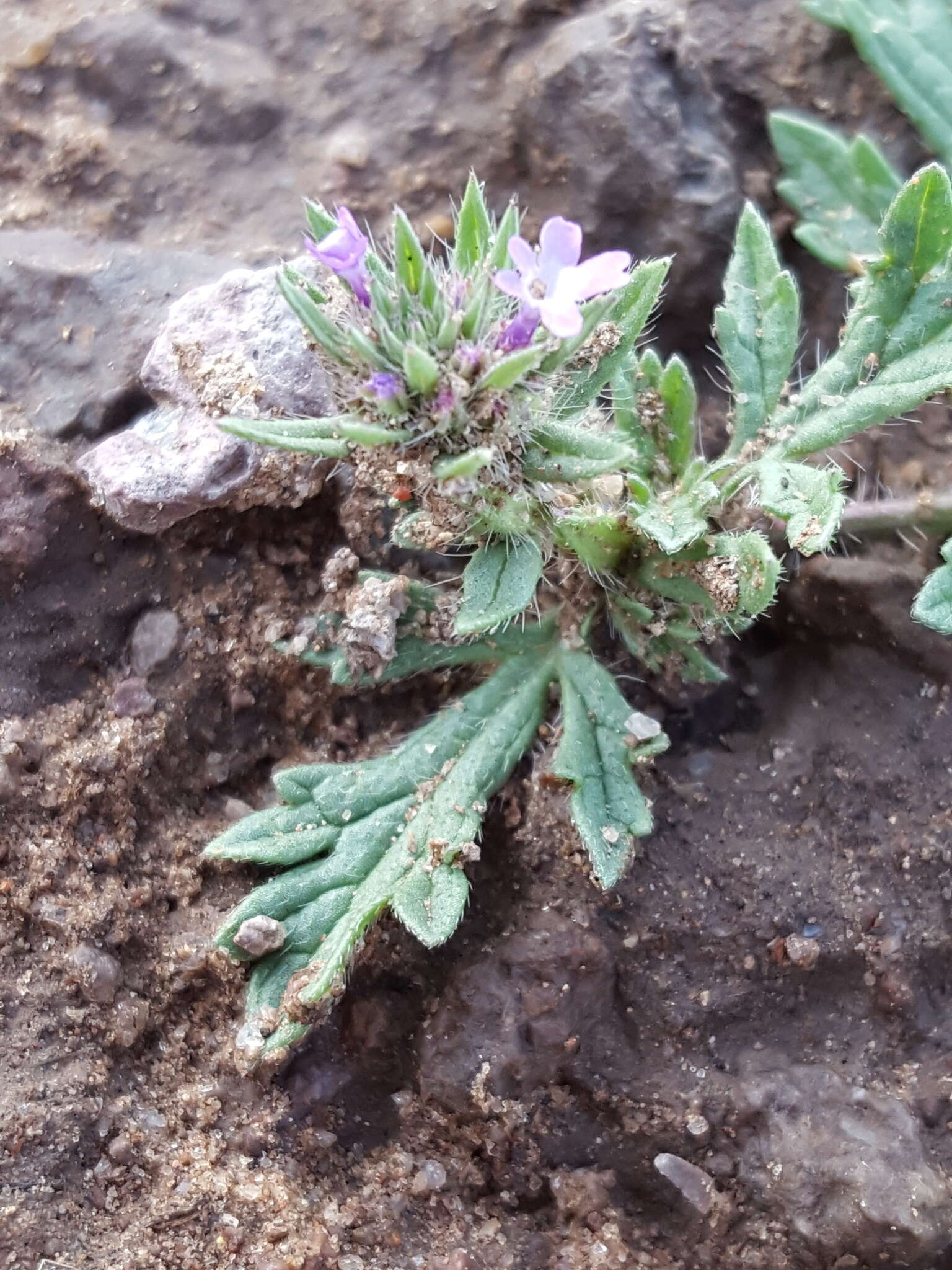 Image de Verbena bracteata Cav. ex Lag. & Rodr.