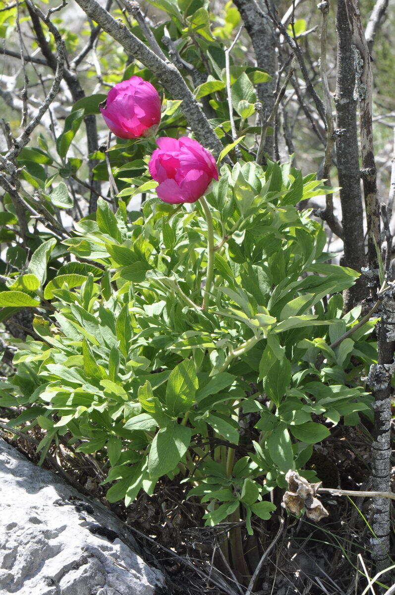 Image of Common Peony