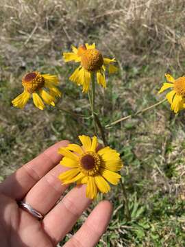 Image of Short-Leaf Sneezeweed