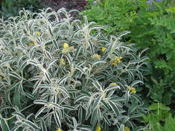 Plancia ëd Phlomis fruticosa L.