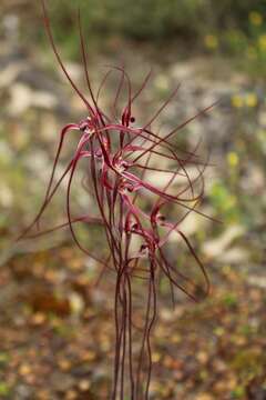 Image of Caladenia erythronema A. P. Br. & G. Brockman