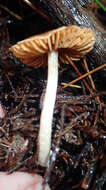 Image of Cortinarius waiporianus Soop 2013