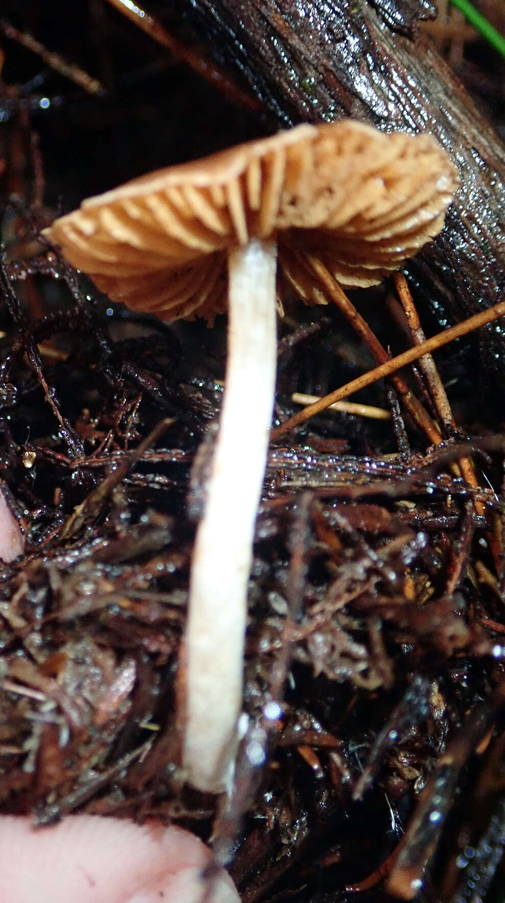 Cortinarius waiporianus Soop 2013的圖片