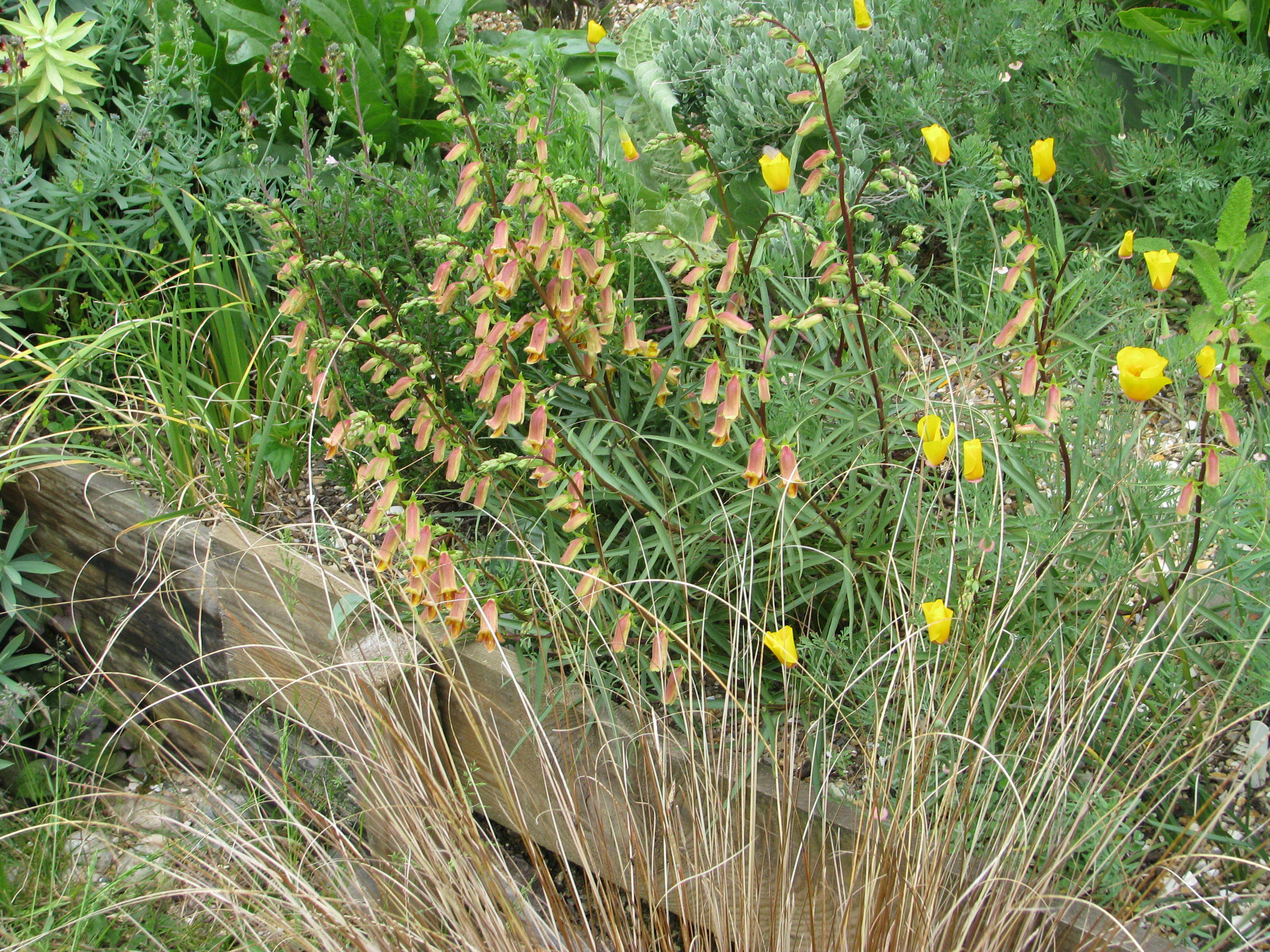 Image de Digitalis obscura L.